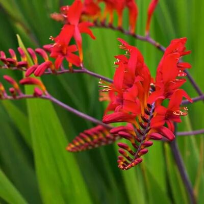 arborix 6 x Montbretie 'Lucifer' Crocosmia Topf 9cm Rote Blüten arborix 6 x Montbretie 'Lucifer' Crocosmia Topf 9cm Rote Blüten