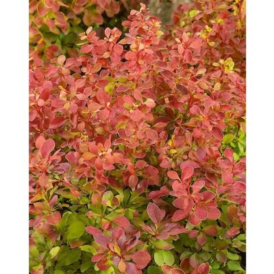 Pflanzen für dich Berberis Thunbergii Erecta Säulen-Berberitze 40–50 cm Pflanzen für dich Berberis Thunbergii Erecta Säulen-Berberitze 40–50 cm