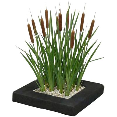 Vdvelde Pflanzeninsel Rohrkolben 4 Teichpflanzen Mit Zubehör Typha Latifolia Vdvelde Pflanzeninsel Rohrkolben 4 Teichpflanzen Mit Zubehör Typha Latifolia