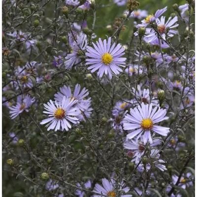 Die Nr-01.de Herbstwild Aster Novemberblau - Aster,aevis Die Nr-01.de Herbstwild Aster Novemberblau - Aster,aevis