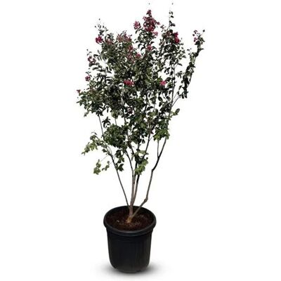 Sunny-Tree Lagerstroemia Indica Indischer Flieder Multistamm 200 cm in 55Liter Container Rotblühend Winterharter Exotischer Zierstrauch Sunny-Tree Lagerstroemia Indica Indischer Flieder Multistamm 200 cm in 55Liter Container Rotblühend Winterharter Exotischer Zierstrauch