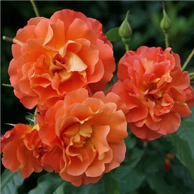 arborix Kletterrose 'Westerland' Rosa Große Blüten arborix Kletterrose 'Westerland' Rosa Große Blüten