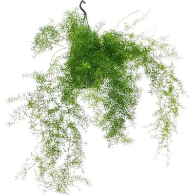 EXOTENHERZ - Asparagus densiflorus Sprengeri - Hängekorb 18cm - Pflanze EXOTENHERZ - Asparagus densiflorus Sprengeri - Hängekorb 18cm - Pflanze