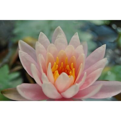 Pflanzen für dich Nymphaea X Cult.'fabiola' Seerose Ca. 11x11 cm Topf Pflanzen für dich Nymphaea X Cult.'fabiola' Seerose Ca. 11x11 cm Topf