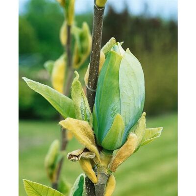 Pflanzen für dich Magnolia Blütenmagnolie Blue Opal 60-80 cm Pflanzen für dich Magnolia Blütenmagnolie Blue Opal 60-80 cm