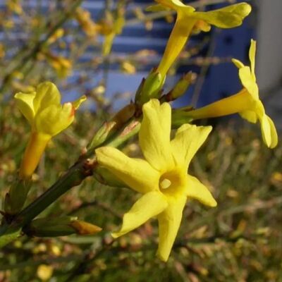 arborix Winterjasmin Jasminum nudiflorum 50 bis 60 cm im Container Gelbe Blüten arborix Winterjasmin Jasminum nudiflorum 50 bis 60 cm im Container Gelbe Blüten
