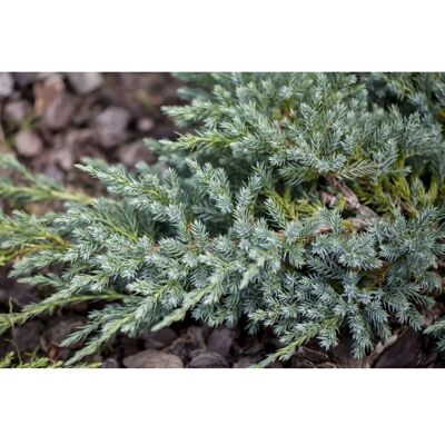 Pflanzen für dich Juniperus Squamata Blue Swede Blauer Zwergwacholder 25–30 cm Pflanzen für dich Juniperus Squamata Blue Swede Blauer Zwergwacholder 25–30 cm