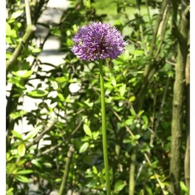 Die Nr-01.de Zier Lauch - Paukenschlegellauch - Allium rosenbachianum Die Nr-01.de Zier Lauch - Paukenschlegellauch - Allium rosenbachianum