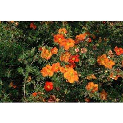 Pflanzen für dich Potentilla Red Ace Fingerstrauch 2-3 Liter Container Pflanzen für dich Potentilla Red Ace Fingerstrauch 2-3 Liter Container
