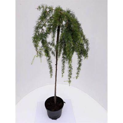 Pflanzen-Boering Larix Stiff Weeper Hängelärche-Stämmchen Gesamthöhe 150-160 cm Stammhöhe 125 cm Pflanzen-Boering Larix Stiff Weeper Hängelärche-Stämmchen Gesamthöhe 150-160 cm Stammhöhe 125 cm