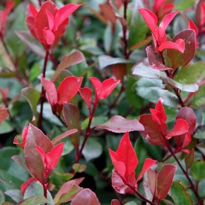 arborix Glanzmispel 'Little Red Robin' Photinia fraseri 40 bis 50 cm im Container Glänzendes Laub arborix Glanzmispel 'Little Red Robin' Photinia fraseri 40 bis 50 cm im Container Glänzendes Laub