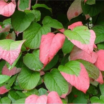 arborix Flamingo-Strahlengriffel Actinidia kolomikta 50 bis 60 cm im Container Dekoratives Laub arborix Flamingo-Strahlengriffel Actinidia kolomikta 50 bis 60 cm im Container Dekoratives Laub