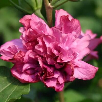 arborix Garteneibisch 'Duc de Brabant' Hibiscus syriacus 40 bis 60 cm im Container Gefüllte Blüten arborix Garteneibisch 'Duc de Brabant' Hibiscus syriacus 40 bis 60 cm im Container Gefüllte Blüten