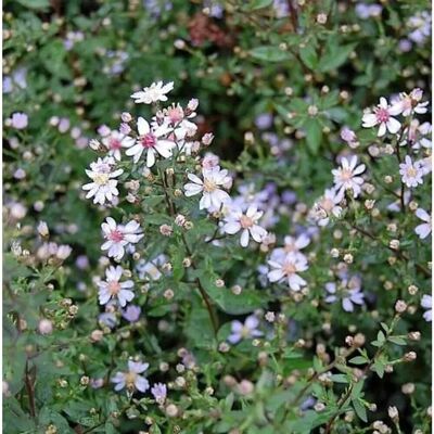 Die Nr-01.de Schleieraster Ideal - Aster cordifolius Die Nr-01.de Schleieraster Ideal - Aster cordifolius
