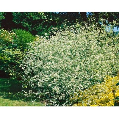 Pflanzen für dich Crambe Cordifolia Herzblättriger Meerkohl Ca. 11x11 cm Topf Pflanzen für dich Crambe Cordifolia Herzblättriger Meerkohl Ca. 11x11 cm Topf