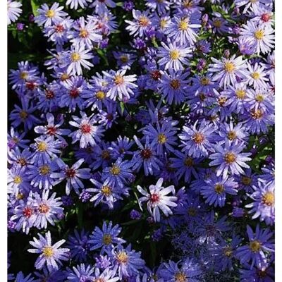 Die Nr-01.de Schleieraster Little Carlow - Aster cordifolius Die Nr-01.de Schleieraster Little Carlow - Aster cordifolius