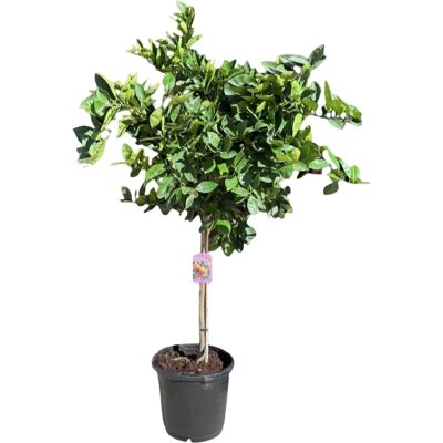 Sunny-Tree Orangenbaum Große 160 Zentimeter Citrus Sinensis Obstbaum Fruchtbildend 8 Jähriger Orangenbaum Sunny-Tree Orangenbaum Große 160 Zentimeter Citrus Sinensis Obstbaum Fruchtbildend 8 Jähriger Orangenbaum