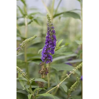 Pflanzen für dich Buddleja Davidii Schmetterlingsstrauch Empire Blue 100-125 cm Pflanzen für dich Buddleja Davidii Schmetterlingsstrauch Empire Blue 100-125 cm