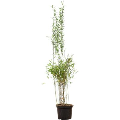 Fontänenbambus Set à 20 Stück Höhe ca. 150 - 175 cm Fargesia nitida Fontänenbambus Set à 20 Stück Höhe ca. 150 - 175 cm Fargesia nitida