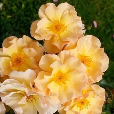 arborix Rose 'Amber Sun' Rosa plantofix Gelbe Blüten arborix Rose 'Amber Sun' Rosa plantofix Gelbe Blüten