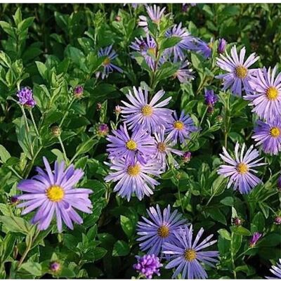 Die Nr-01.de Berg Aster Mönch - Aster frikartii Die Nr-01.de Berg Aster Mönch - Aster frikartii