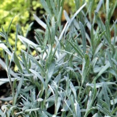 arborix 6x Lavendel 'Dutch' Lavandula intermedia Topf 9 cm Stark Duftend arborix 6x Lavendel 'Dutch' Lavandula intermedia Topf 9 cm Stark Duftend