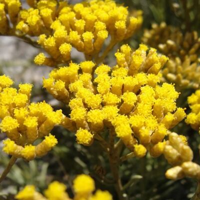 arborix 6 x Currykraut Helichrysum italicum Topf 9cm Immergrün arborix 6 x Currykraut Helichrysum italicum Topf 9cm Immergrün