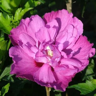 arborix Garteneibisch 'Purple Ruffles' Hibiscus 40 bis 60 cm im Container Violette Blüten arborix Garteneibisch 'Purple Ruffles' Hibiscus 40 bis 60 cm im Container Violette Blüten