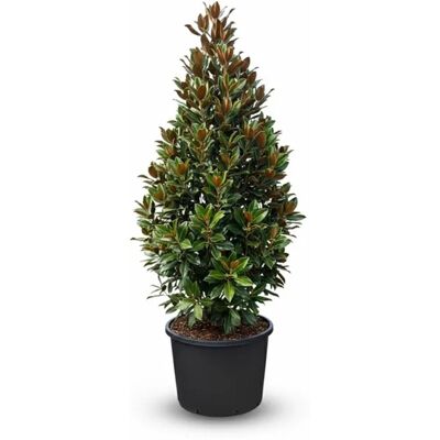 Sunny-Tree Magnolia Grandiflora Alta 240 cm Magnolienbaum mit Weiße Blumen Gartenpflanze Winterhart Sunny-Tree Magnolia Grandiflora Alta 240 cm Magnolienbaum mit Weiße Blumen Gartenpflanze Winterhart