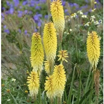 Die Nr-01.de Fackellilie Green Jade - Kniphofia Hybrid Die Nr-01.de Fackellilie Green Jade - Kniphofia Hybrid