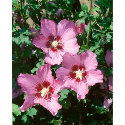 Pflanzen für dich Hibiscus Syriacus Garteneibisch Walberton´s Rose Moon 40-50 cm Pflanzen für dich Hibiscus Syriacus Garteneibisch Walberton´s Rose Moon 40-50 cm