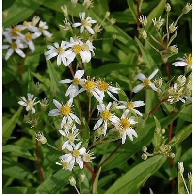 Die Nr-01.de Doldenblütige Aster Weißer Schirm - Aster umbellatus Die Nr-01.de Doldenblütige Aster Weißer Schirm - Aster umbellatus