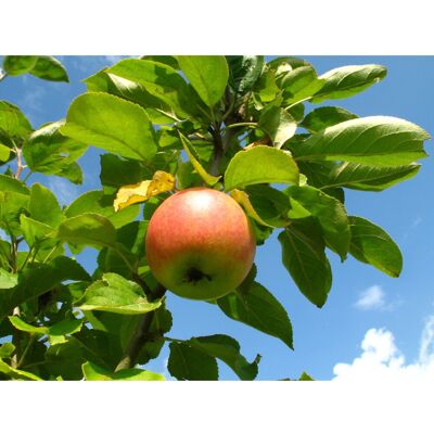 Apfel Cox Orange Bu 100 - 120 cm Malus domestica Apfel Cox Orange Bu 100 - 120 cm Malus domestica
