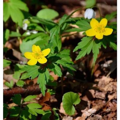 Die Nr-01.de Gelbes Buschwindröschen - Anemone ranunculoides Die Nr-01.de Gelbes Buschwindröschen - Anemone ranunculoides