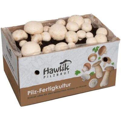 Hawlik Pilzbrut Kleines Champignon Pilzzuchtset Komplettset mit Myzel für Weiße Champignons und Anbauanleitung für Anfänger Hawlik Pilzbrut Kleines Champignon Pilzzuchtset Komplettset mit Myzel für Weiße Champignons und Anbauanleitung für Anfänger