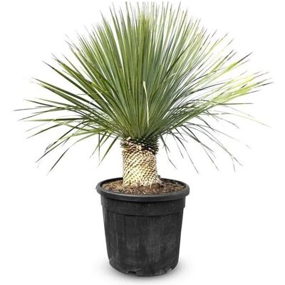Sunny-Tree Mediterrane Yucca Rostrata Palmlilie mit Stammhöhe 20/30 cm Winterharte Pflanze bis -20°C Sunny-Tree Mediterrane Yucca Rostrata Palmlilie mit Stammhöhe 20/30 cm Winterharte Pflanze bis -20°C