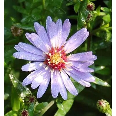 Die Nr-01.de Schleieraster Blütenregen - Aster cordifolius Die Nr-01.de Schleieraster Blütenregen - Aster cordifolius