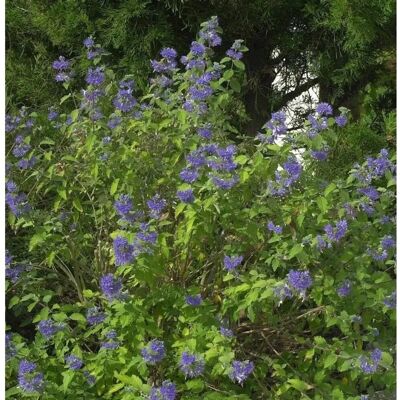 Die Nr-01.de Bartblume Blauer Spatz 30-40cm - aryopteris clandonensis Die Nr-01.de Bartblume Blauer Spatz 30-40cm - aryopteris clandonensis