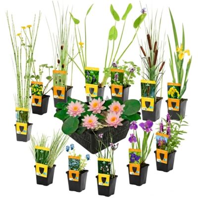Vdvelde Teichpflanzen Überraschungsset 12 Pflanzen Inkl Rosa Seerose Vdvelde Teichpflanzen Überraschungsset 12 Pflanzen Inkl Rosa Seerose