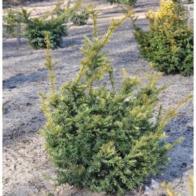 Die Nr-01.de Europäische Eibe Adpressa Aurea 30-40cm - Taxus baccata Die Nr-01.de Europäische Eibe Adpressa Aurea 30-40cm - Taxus baccata