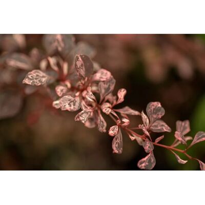 Pflanzen für dich Berberis Thunbergii Harlequin Berberitze Buntes Laub 30–40 cm Pflanzen für dich Berberis Thunbergii Harlequin Berberitze Buntes Laub 30–40 cm