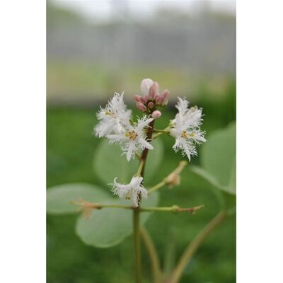 Pflanzen für dich Menyanthes Trifoliata Fieberklee Ca. 9x9 cm Topf Pflanzen für dich Menyanthes Trifoliata Fieberklee Ca. 9x9 cm Topf
