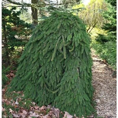 Die Nr-01.de Trauer Hängefichte 60-70cm - Picea abies Inversa Die Nr-01.de Trauer Hängefichte 60-70cm - Picea abies Inversa