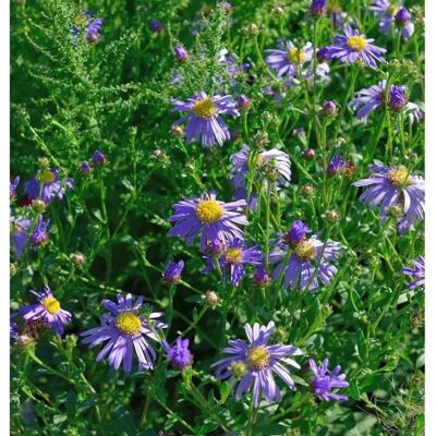 Die Nr-01.de Berg Aster Floras Delight - Aster frikartii Die Nr-01.de Berg Aster Floras Delight - Aster frikartii