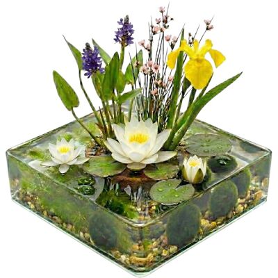 Vdvelde Mini Teich Komplettset Weiß 25 Bis 90L 11 Wasserpflanzen & Bakterien Vdvelde Mini Teich Komplettset Weiß 25 Bis 90L 11 Wasserpflanzen & Bakterien