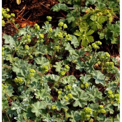 Die Nr-01.de Frauenmantel gelb - großer Topf - Alchemilla erythropodea Die Nr-01.de Frauenmantel gelb - großer Topf - Alchemilla erythropodea
