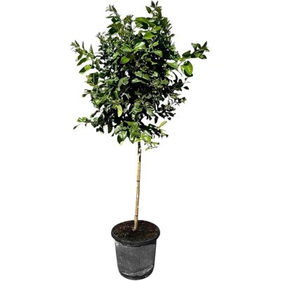 Sunny-Tree Zitronenbaum Große 160 Zentimeter Citrus Limon Obstbaum Fruchtbildend 8 Jähriger Zitronenbaum Sunny-Tree Zitronenbaum Große 160 Zentimeter Citrus Limon Obstbaum Fruchtbildend 8 Jähriger Zitronenbaum