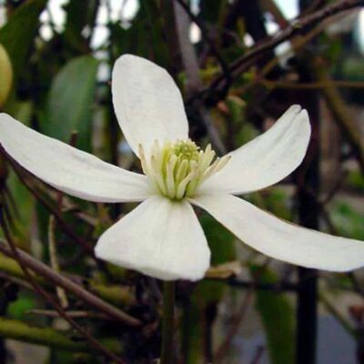 arborix Immergrüne Waldrebe Clematis armandii 50 bis 60 cm im Container Weiße Blüten arborix Immergrüne Waldrebe Clematis armandii 50 bis 60 cm im Container Weiße Blüten