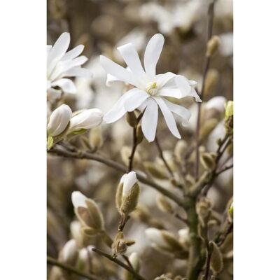 Pflanzen für dich Magnolia Stellata Sternmagnolie Royal Star 40-60 cm Pflanzen für dich Magnolia Stellata Sternmagnolie Royal Star 40-60 cm