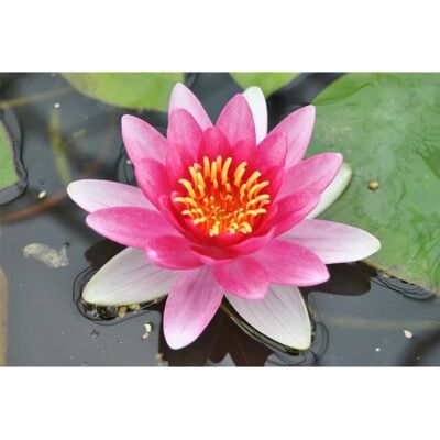 Pflanzen für dich Nymphaea X Cult.'attraction' Seerose Ca. 11x11 cm Topf Pflanzen für dich Nymphaea X Cult.'attraction' Seerose Ca. 11x11 cm Topf